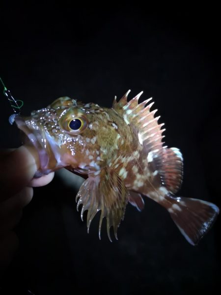 メバリングのはずが。