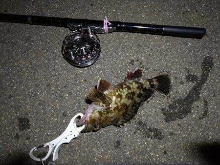 （2020/06/28 南港ヘチ釣り　 真チヌ35cm、キビレチヌ、ガシラ 釣果有り）