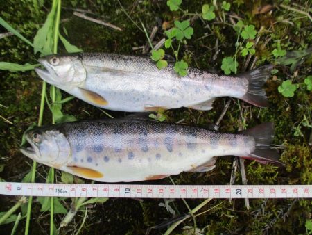 大雨後の渓谷にて