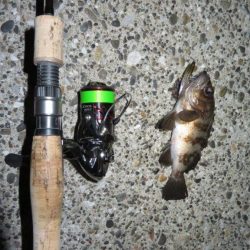 やっとシーズン初メバル！