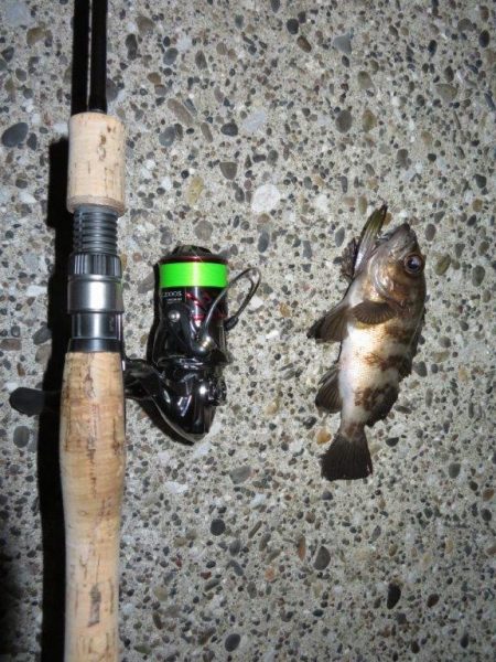 やっとシーズン初メバル！