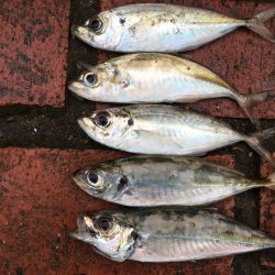 ツバス3匹、アジ5匹、コサバ300匹