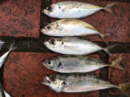 ツバス3匹、アジ5匹、コサバ300匹