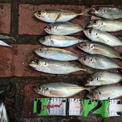 チヌ、グレ、アジ、ツバス、コサバ