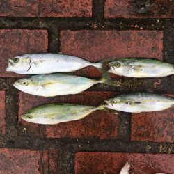 アジ9匹、ツバス5匹、コサバ6匹、キス1匹