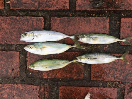 アジ9匹、ツバス5匹、コサバ6匹、キス1匹