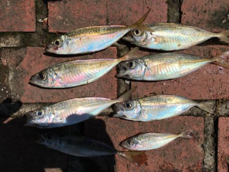 アジ8匹、ツバス3匹、チャリコ2匹、コサバ約50匹、キス(20㎝)1匹