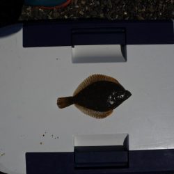 今年初めてのキス釣り