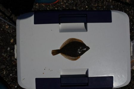 今年初めてのキス釣り