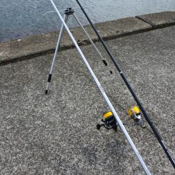 梅雨のキス釣り 小型が多い