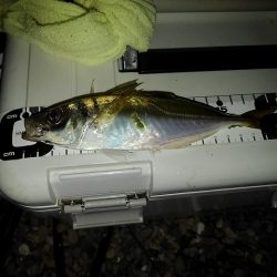 フロートゲーム