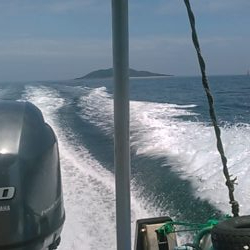 青島近郊でイサキ、グレ釣り