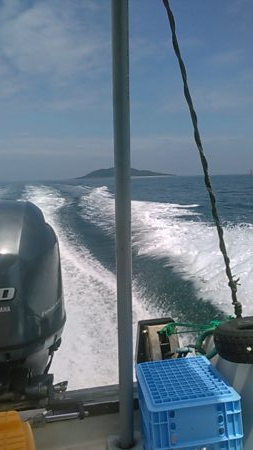 青島近郊でイサキ、グレ釣り