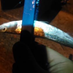 浜名湖　アジング