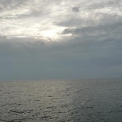 2週間ぶりの青物