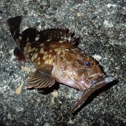 ミッドワインドでサイズアップ！