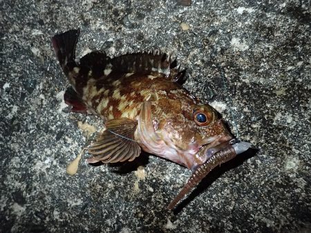 ミッドワインドでサイズアップ！