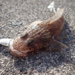 最後に本命、アコウ登場!