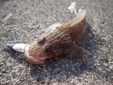 最後に本命、アコウ登場!