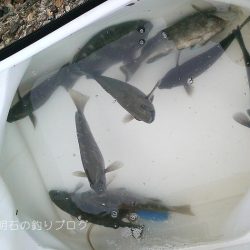 コッパグレ入れ食い