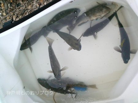 コッパグレ入れ食い