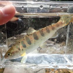 揖保川渓流釣り