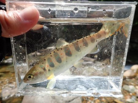 揖保川渓流釣り