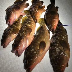 Magic（マジック） 釣果