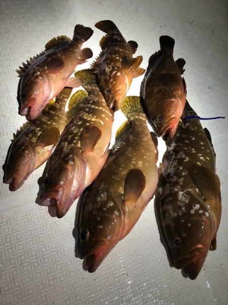 Magic（マジック） 釣果