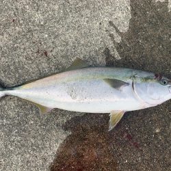 サワラ釣れてます!!