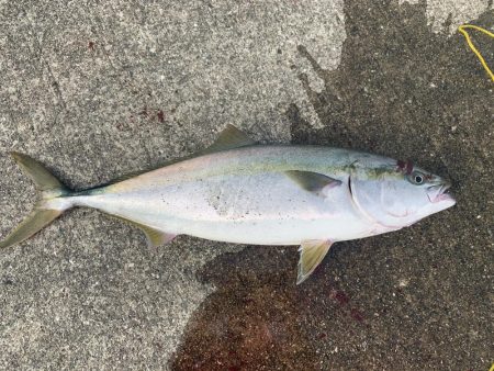 サワラ釣れてます!!