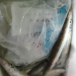 浜名湖 アジング