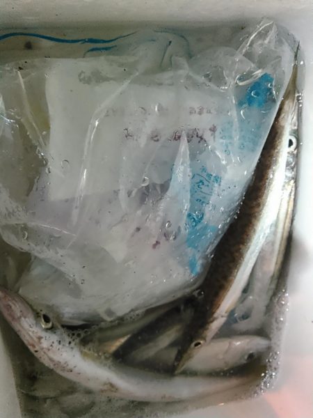 浜名湖 アジング