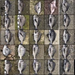 イチノ兄弟、釣果！