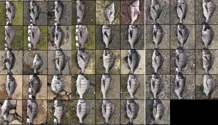 イチノ兄弟、釣果！