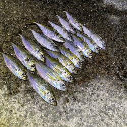 瀬戸内の島アジング（2020-10）