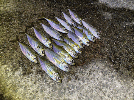 瀬戸内の島アジング（2020-10）