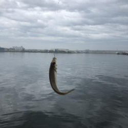 毎投あたりあり！ぶるぶる感が楽しいキス釣り。