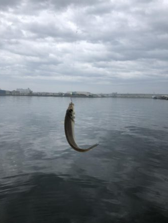 毎投あたりあり！ぶるぶる感が楽しいキス釣り。