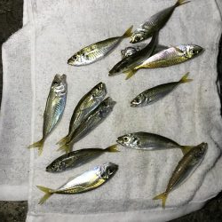 夕立、アジは渋い