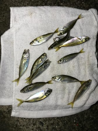 夕立、アジは渋い