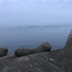 チヌ狙いに外道のカンダイ