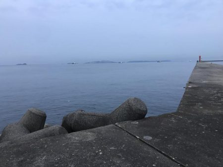 チヌ狙いに外道のカンダイ