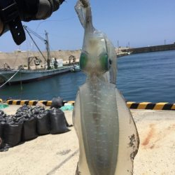 春アオリ？エギング釣果