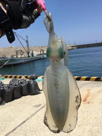 春アオリ？エギング釣果