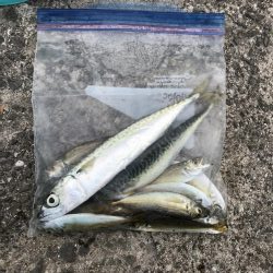 豆とサバイバル