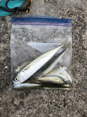 豆とサバイバル