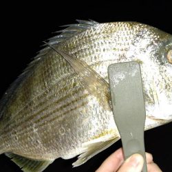 メバルは終わりかな?