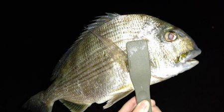 メバルは終わりかな?