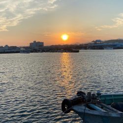 小さな青物回ってます